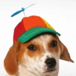 DOGGO