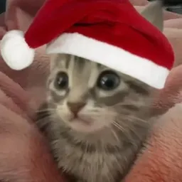 MEOW