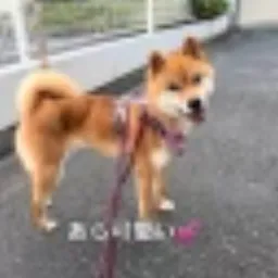 SUI