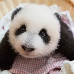 BABYPANDA