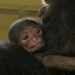Siamang 