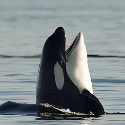 SHAMU