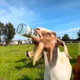 Chivo 