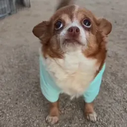 ITTY