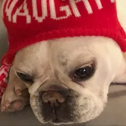 DDoge