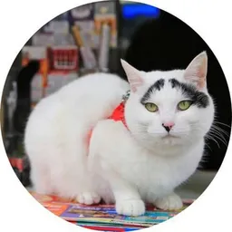 Hachi