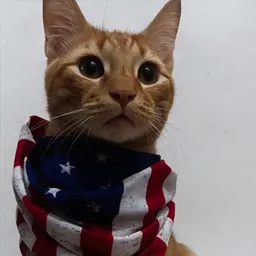 Gringo