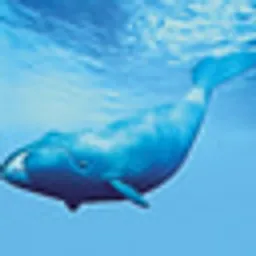 Balaena 