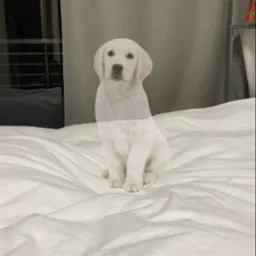 ⅈdog
