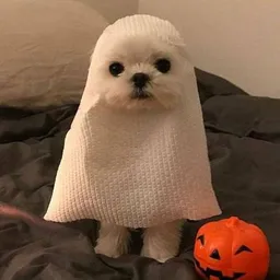 BOO