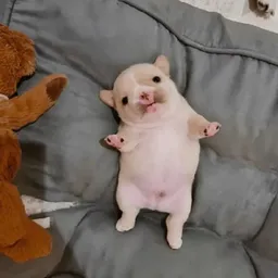 Sol