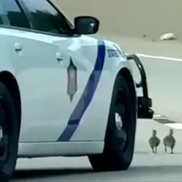GOSLINGS