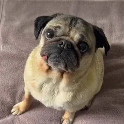 DOUG