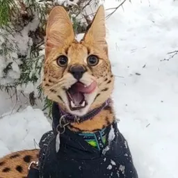 Sirius