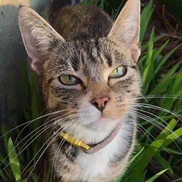 MITTENS