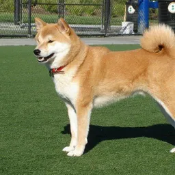 TAKA