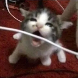 Wire-kitten