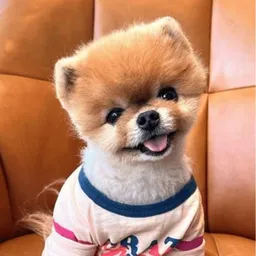 Jiff Pom token logo
