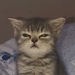 slepy
