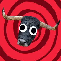 MOOO