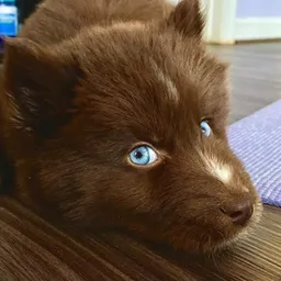 Kovu