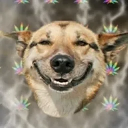 Stoner Doge BSC