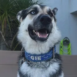 GIE
