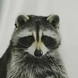 Bandit