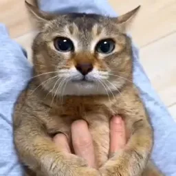 眉姐