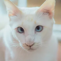 MONTY