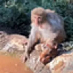 MONKEY