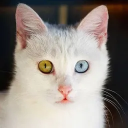 VCAT