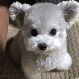 Koa