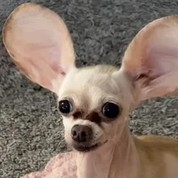 bunny dog token logo