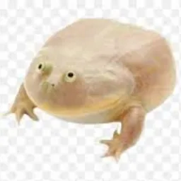 WedFrog