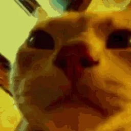 RaveCat