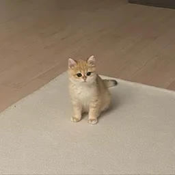 piku
