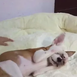 Zoii