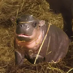HAGGIS