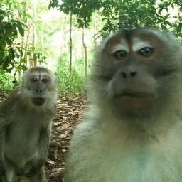 MONKE