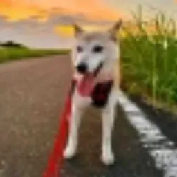 IRO