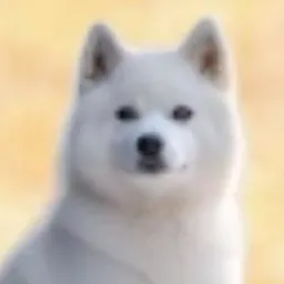 YOSHIIBA