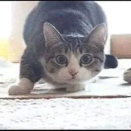 WIGGLE