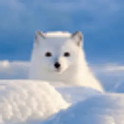 Arctic Fox