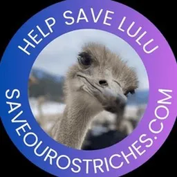 Lulu The ostrizh
