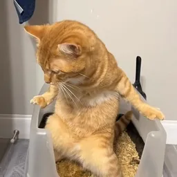 Butter