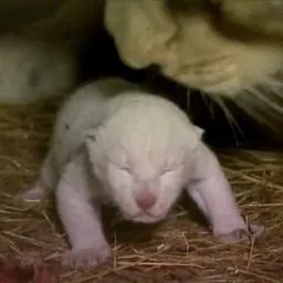 Simba
