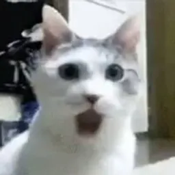 OMGCAT