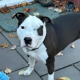 AVA
