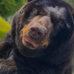 HONEY BEAR